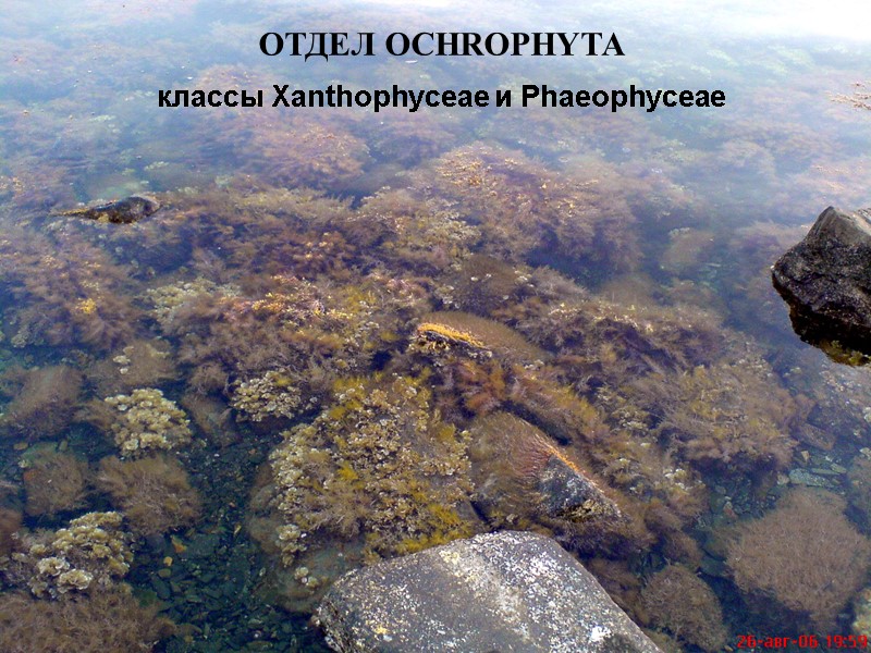 ОТДЕЛ OCHROPHYTA  классы Xanthophyceae и Phaeophyceae